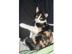 Adopt Gemini Clover a Calico or Dilute Calico Calico (short coat) cat in