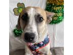 Adopt Speckle a Tricolor (Tan/Brown & Black & White) Cattle Dog / Shepherd
