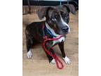 Adopt Toby a Brindle Mixed Breed (Medium) / Mixed dog in New Smyrna Beach