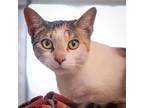 Adopt Kiba a White Domestic Shorthair / Domestic Shorthair / Mixed cat in