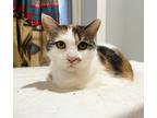 Adopt Bonnie the Beauty a Calico or Dilute Calico Calico (short coat) cat in
