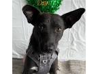 Adopt Spatula a Black Feist / Mixed Breed (Medium) / Mixed dog in Carlsbad