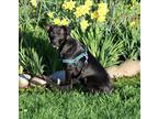 Adopt Tilly a Black - with White Cattle Dog / Mixed Breed (Medium) / Mixed dog