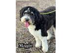 Adopt Maggie a Labradoodle dog in Catoosa, OK (40566088)