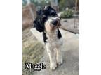 Adopt Maggie a Labradoodle dog in Catoosa, OK (40566088)