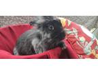 Adopt Ash a Grey/Silver Lionhead / Mixed (long coat) rabbit in Richlands
