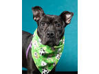 Adopt Bruna a Black Mixed Breed (Large) / Mixed dog in Atlanta, GA (40659936)