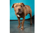 Adopt Aslan a Red/Golden/Orange/Chestnut American Pit Bull Terrier / Mixed Breed
