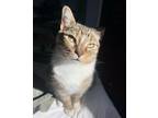 Adopt PJ Cecil a Brown Tabby Domestic Shorthair (short coat) cat in