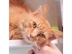 Adopt Bilco a Orange or Red Domestic Mediumhair / Domestic Shorthair / Mixed cat