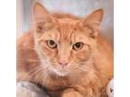Adopt Bunko a Orange or Red Domestic Mediumhair / Domestic Shorthair / Mixed cat