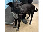 Adopt Mamba a Black Australian Cattle Dog / Mixed dog in San Marcos