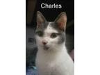 Adopt Charles aka Charlie a White (Mostly) Domestic Shorthair (short coat) cat