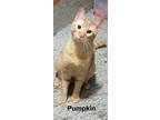 Adopt Pumpkin a Orange or Red (Mostly) Domestic Shorthair (short coat) cat in
