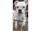 Adopt Nutmeg a White Boxer / Mixed dog in Garland, TX (39934943)