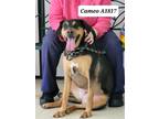 Adopt Cameo A1817 a Labrador Retriever / Boxer / Mixed dog in Morganton
