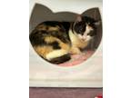Adopt Rosie a Spotted Tabby/Leopard Spotted Calico / Mixed cat in St Cloud