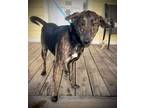 Adopt Bonnie a Labrador Retriever dog in Shreveport, LA (40703849)