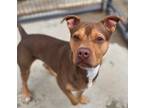 Adopt Dominic- Domo a Mixed Breed (Medium) / Mixed dog in Killen, AL (40219291)