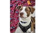 Adopt Jeremiah - Frogs a Brindle - with White Terrier (Unknown Type