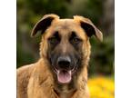 Adopt Sesame a Black - with Tan, Yellow or Fawn German Shepherd Dog dog in