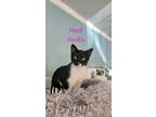Adopt Hendi Hendrix a Domestic Shorthair / Mixed (short coat) cat in El Dorado