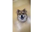Adopt Cindy a Red/Golden/Orange/Chestnut Chow Chow / Mixed dog in Prescott