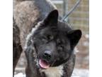 Adopt Leo a Black - with White Akita / Mixed dog in Toms River, NJ (40891009)