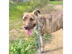 Adopt Zip a Brindle Mixed Breed (Medium) / Mixed dog in San Diego, CA (40696433)