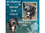 Adopt Bluebonnet a Gray/Blue/Silver/Salt & Pepper Blue Lacy/Texas Lacy / Mixed