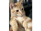Adopt Clifford a Orange or Red Domestic Shorthair (short coat) cat in San Dimas