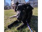 Adopt Valentina a Black Flat-Coated Retriever / Mixed dog in Plainfield
