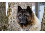 Adopt Bear-Bear a Tricolor (Tan/Brown & Black & White) Akita / Mixed dog in Toms