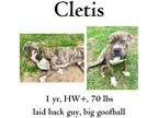 Adopt Cletis a Mixed Breed (Medium) / Mixed dog in Albany, GA (40890908)