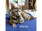 Adopt Mavis a Calico or Dilute Calico Domestic Shorthair (short coat) cat in