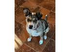 Adopt Spot a Merle Australian Shepherd / Catahoula Leopard Dog / Mixed dog in