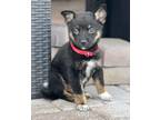 Adopt Willow a Black - with Gray or Silver Husky / Australian Shepherd / Mixed