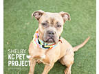 Adopt Shelby a Tan/Yellow/Fawn American Pit Bull Terrier / Mixed dog in Kansas