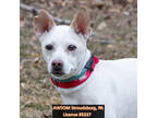 Adopt Shader a White Jack Russell Terrier / Mixed dog in Stroudsburg