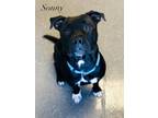 Adopt Sonny a Black American Pit Bull Terrier / Mixed dog in Valparaiso