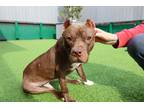 Adopt Pilaf a Brown/Chocolate - with White Mixed Breed (Medium) / Mixed dog in