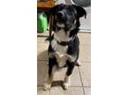 Adopt Minnie a Black - with White Rottweiler / Husky / Mixed dog in Rockville