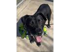 Adopt Muncy a Labrador Retriever / Mixed dog in Tulare, CA (39549983)
