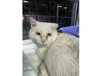 Adopt Aspen a White Domestic Shorthair / Mixed (short coat) cat in Naples