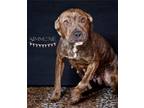 Adopt Simone - a Brindle American Pit Bull Terrier / Mixed Breed (Medium) /