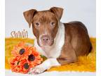 Adopt Shania - a Red/Golden/Orange/Chestnut American Pit Bull Terrier / Mixed