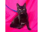 Adopt TOOTSIE a Black (Mostly) Bombay (short coat) cat in Irvine, CA (40890012)