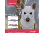Adopt Snowflake(D) a White Jindo / Shiba Inu / Mixed dog in Port Coquitlam