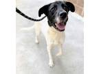 Adopt Archie a Black Mixed Breed (Large) / Mixed dog in Reidsville