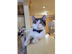 Adopt Cameron a Brown Tabby Domestic Shorthair (short coat) cat in East